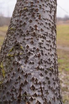 Tree bark close-up. Patterns in the bark Stock Photos