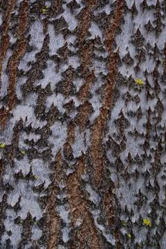 Tree bark close-up. Patterns in the bark Stock Photos