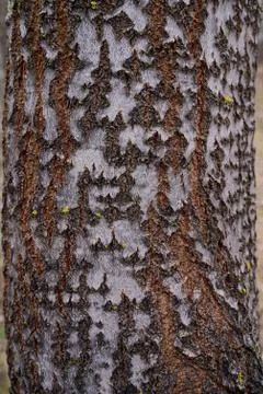 Tree bark close-up. Patterns in the bark Foto stock