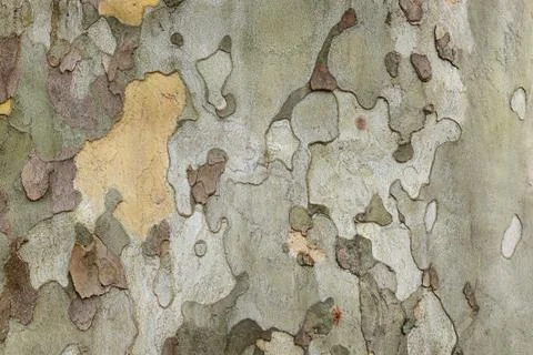 Tree bark close up Stock Photos