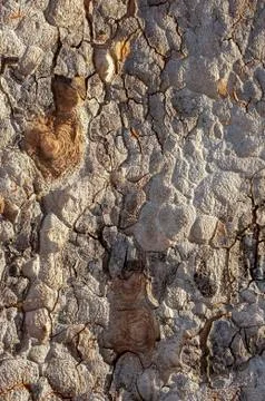 Tree bark in close-up Stock Photos