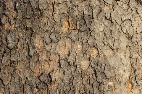 Tree bark in close-up Stock Photos