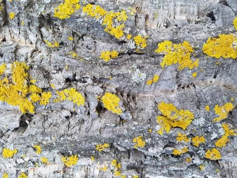 Tree bark close up Stock Photos