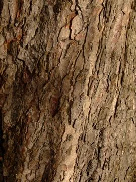 Tree bark close up Stock Photos