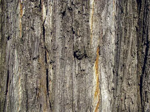 Tree bark close-up Stock Photos