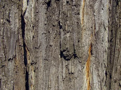 Tree bark close-up Stock Photos