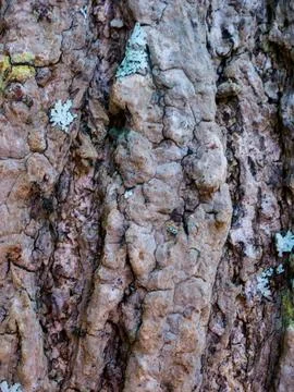Tree bark close up Stock Photos