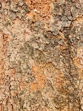 Tree bark close-up with rough weathered fissures for natural texture design Fotos de archivo