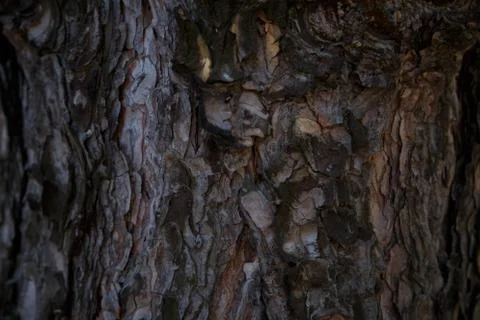 Tree bark close up shot in forest Stock Photos