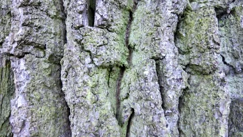 Tree bark close-up. Sliding along the trunk. Slowmotion Stock Footage 328166256