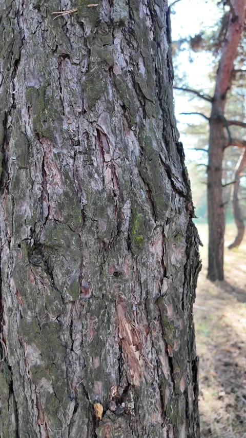Tree bark close up. slow motion 4k video. pine bark. old tree. wood texture. Stock Footage 316292301