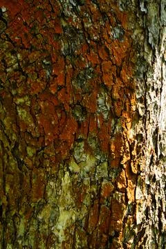 Tree bark close-up. Summer. Day. Stock Photos
