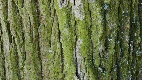 Tree bark close up. Sunny bright day. Video stock 109274942