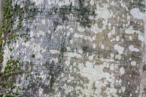 Tree bark close-up. Texture of a tree that has dropped bark in the wild. Natural Stock Photos