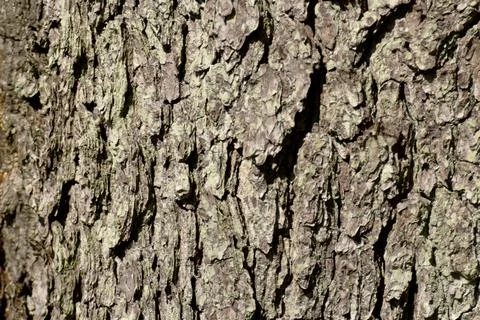Tree bark close-up textured background Stock Photos