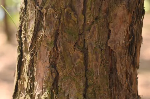 Tree bark close-up. textured background Stock Photos