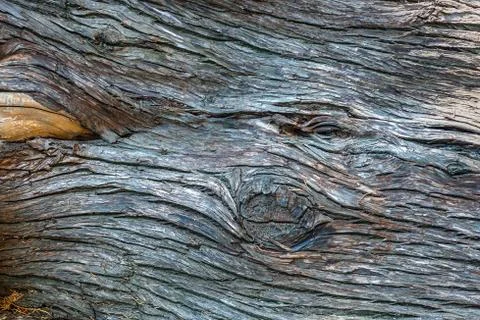 Tree bark close-up. Tree bark texture Stock Photos