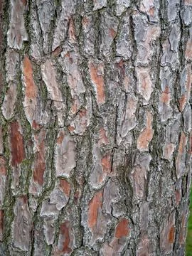 Tree bark close-up. Tree bark structure. Wood background. Natural texture. .. Stock Photos