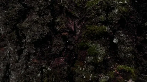  tree bark close-up. Tree close up Stock Footage 133875232