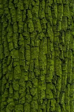 Tree bark close-up, tree trunk covered with green mold and moss Stock Photos