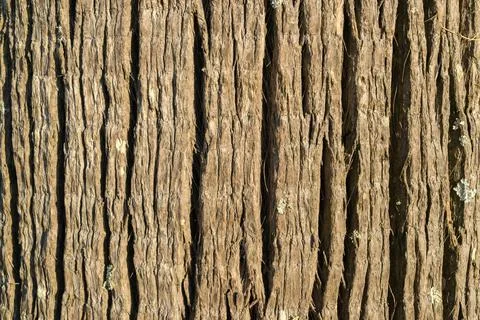 Tree bark, close-up. Tree trunk. Backgrounds and textures. Stock Photos