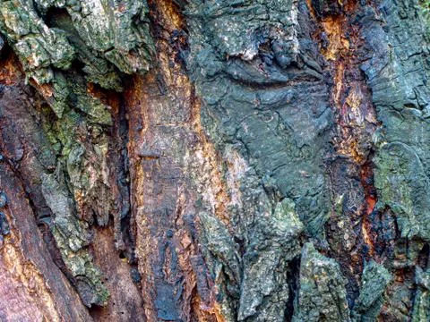Tree bark close-upz Stock Photos