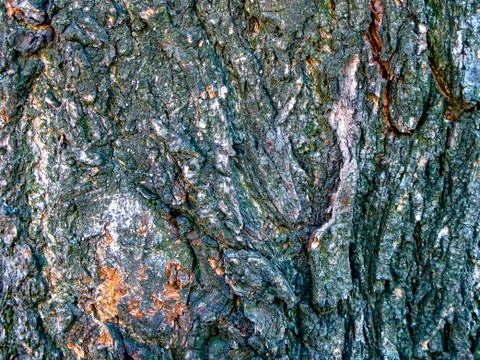 Tree bark close-upz Stock Photos