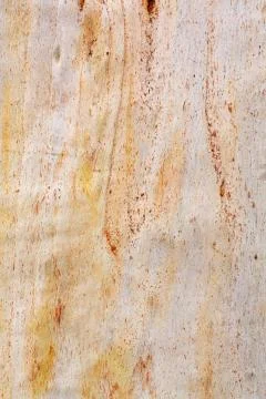 Tree bark close up view as background Foto stock