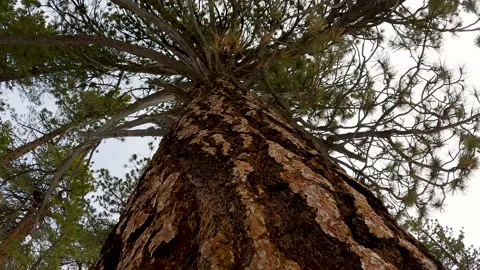 Tree bark close up view from bottom spiral shot Stock Footage 230123761