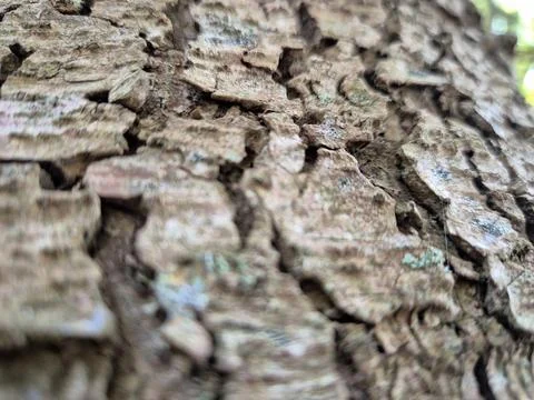 Tree Bark Close View Pattern Background, Tree Trunk Natural Texture Stock Photos