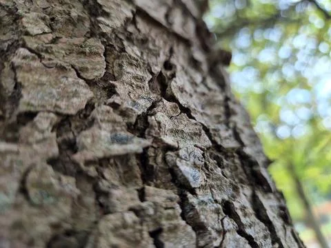 Tree Bark Close View Pattern Background, Tree Trunk Natural Texture Stock Photos
