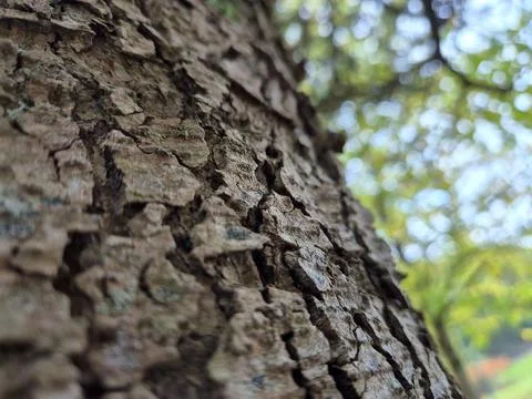 Tree Bark Close View Pattern Background, Tree Trunk Natural Texture Фото