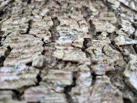 Tree Bark Close View Pattern Background, Tree Trunk Natural Texture Фото