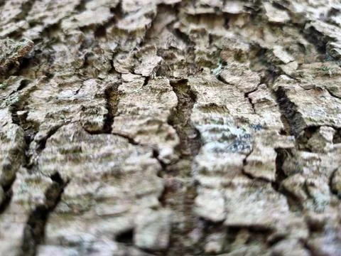 Tree Bark Close View Pattern Background, Tree Trunk Natural Texture Stock-Fotos