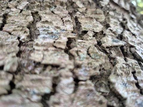 Tree Bark Close View Pattern Background, Tree Trunk Natural Texture 스톡 사진