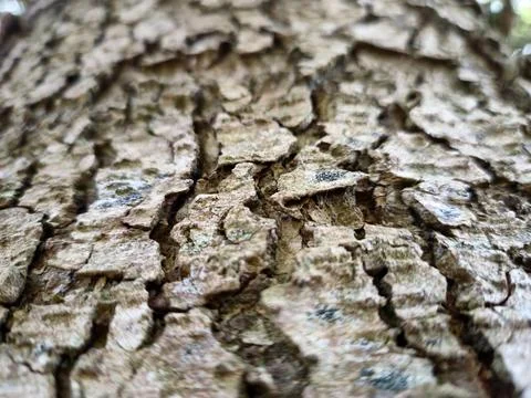 Tree Bark Close View Pattern Background, Tree Trunk Natural Texture 스톡 사진
