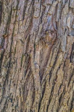 Tree bark closeup background and textures Stock Photos