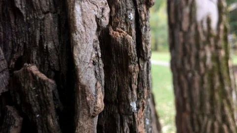Tree bark closeup Stock Footage 95855238