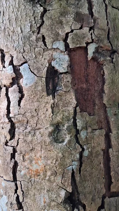 Tree Bark CloseUp in Forest 库存影片 331658635