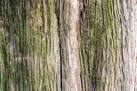 Tree Bark in Closeup Stock Photos