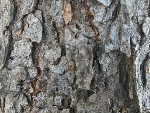 Tree Bark Closeup Stock Photos