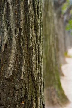 Tree bark closeup Foto stock