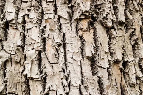 Tree bark closeup Foto stock