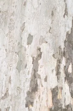 Tree Bark Closeup Stock Photos