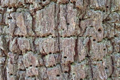 Tree bark closeup Foto stock