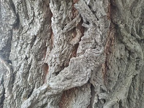 Tree bark closeup Stock Photos