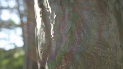 Tree Bark Closeup with Rainbows Stock Footage 77774498