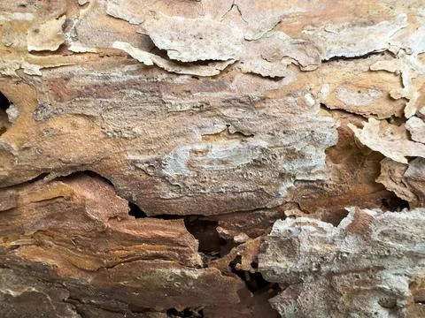 Tree bark closeup reveals rough weathered wood surface with cracked organic Stock Photos