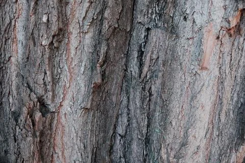 Tree bark closeup texture. Natural tree bark background template. Stock Photos