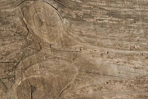 Tree bark closeup texture. Natural tree bark background template. Stock Photos
